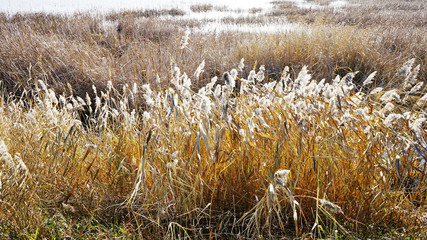 Autumn nature in Siberia