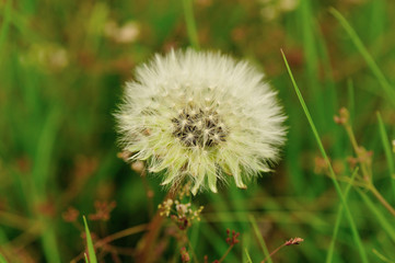 Beautiful Dandelion flower waiting the wind in garden