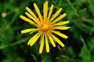 Beautiful Dandelion flower on a green garden