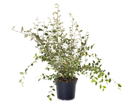 Cotoneaster in pot