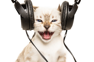 gattino canta