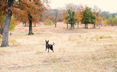Fototapeta na wymiar Dog running through grass field in nature, with autumn and fall color showing on trees.