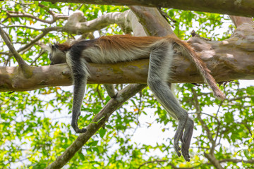 Wild Red Colobus monkey sleeping on a tree branch in tropical forest on Zanzibar. Lazy concept.