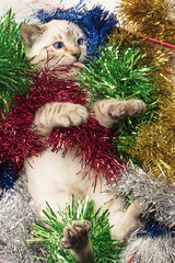 gattino con gli occhi azzurri negli addobbi natalizi