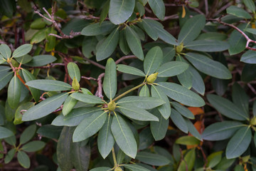 leaves of rhododendron williamsianum ericaceae mountain rose from szechuan china