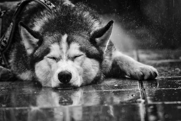 Husky lying on the ground in rain