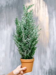 Christmas tree, Christmas decorations and decor