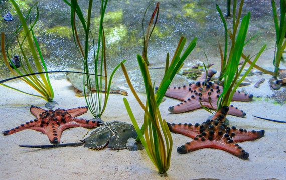 f&eacute;&eacute;rie sous-marine