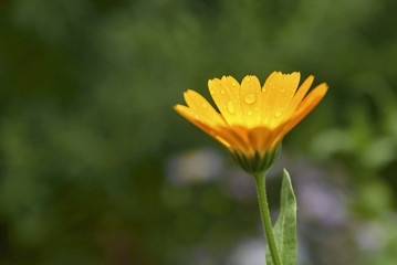 Marigold after the rain