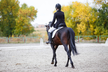 Young rider woman on bay horse performing advanced test on dressage competition. Rear view image of...