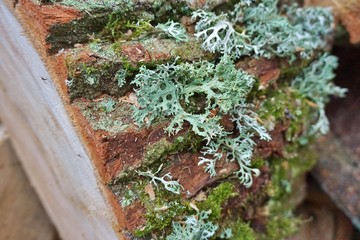 Thallus species of lichen Oakmoss (Evernia prunastri) in close-up. Ina Landscape Park, Poland.