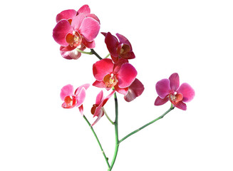 Orchid flower branch on white background, isolated 