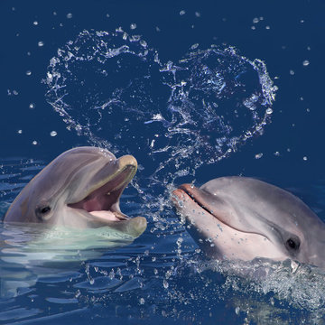 Zwei Delphine im Wasser mit Wassertropfen in Herzform