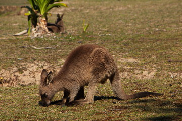Wallabies auf Pebbly Beach in Murramarang NP in Australien
