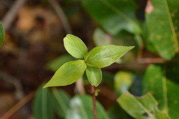 Planta