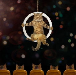 The cat acrobat sits inside a suspended ring in the circus.