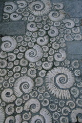 Detail of pavement decorated with stone fossil ammonites in Lyme Regis, Dorset © Savo Ilic