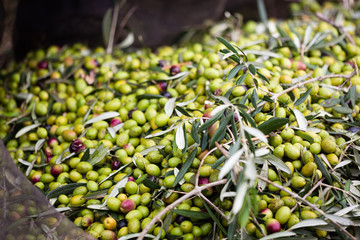 Raccolta olive