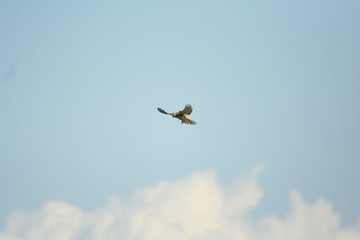 Rüttelnder Turmfalke