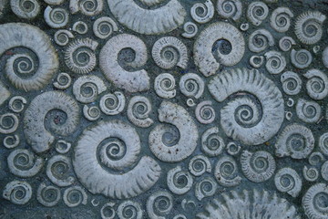 Detail of pavement decorated with stone fossil ammonites in Lyme Regis, Dorset