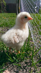 Single chick chicken farmed on an organic farm in Europe. Poland