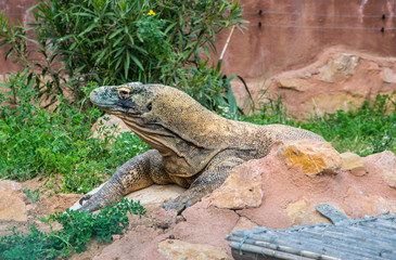Komodo dragon