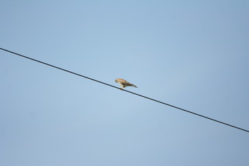 Turmfalke auf Stromleitung