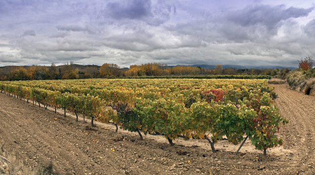 VI&Ntilde;EDO