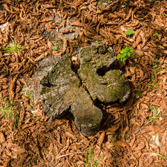 An old stump and dry leaves.