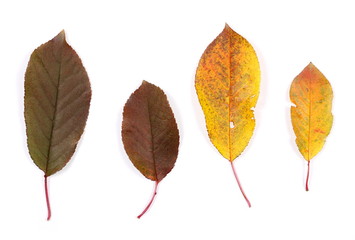Cherry leaves isolated on white background, top view