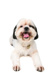  little white dog, black ears. He is looking at us and smiling. As pets live together with humans.Shih-tzu white, and use a white background.