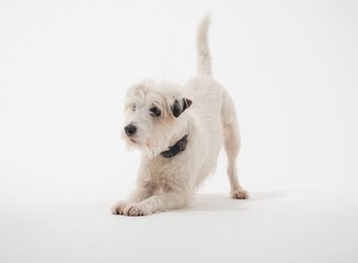 A white parsons russell terrier, isolated on a white seamless wall in a photo studio.