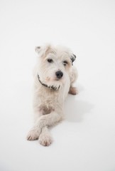 A white parsons russell terrier, isolated on a white seamless wall in a photo studio.