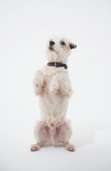 A white parsons russell terrier, isolated on a white seamless wall in a photo studio.