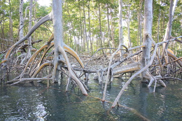 Mangrove sur le fleuve Igaraçu, Delta de Parnaiba, Brésil