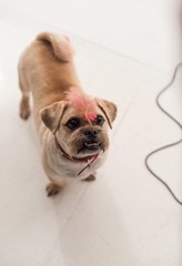 A Pug cross jack russell terrier dog, isolated on a white seamless wall in a photo studio.