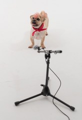 A Pug cross jack russell terrier dog signing into a microphone, isolated on a white seamless wall in a photo studio.