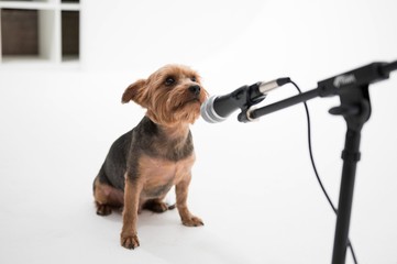 A yorkshire terrier dog singing into a microphone  isolated on a white seamless wall in a photo studio.