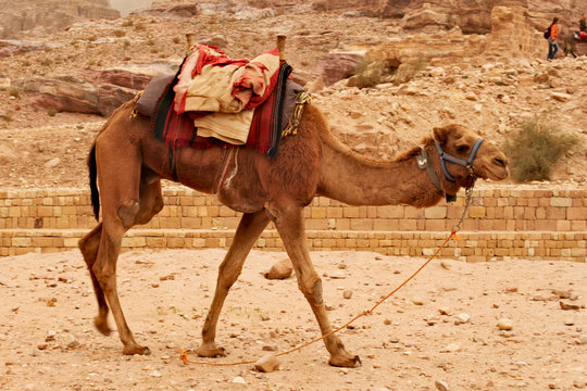 One camel walking around, waiting for tourist for their ride around Petra in Jordan.