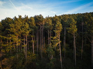 Aerial view of a tiresome pinewood trees in autumn