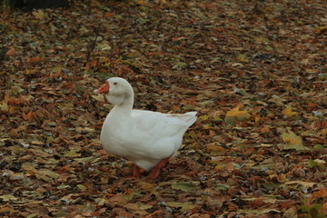 white goose