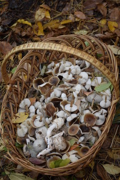 корзина с осенними грибами на лесной подстилке 