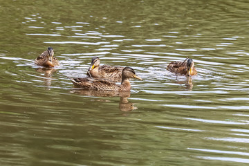 Stockente mit Jungen, Küken, Anas platyrhynchos 