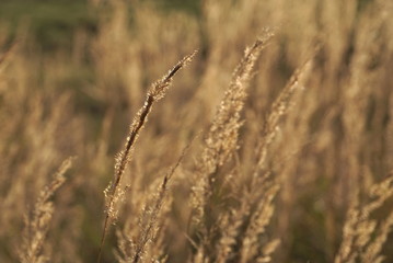Background With Dry Yellow Grass