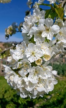 flores blancas