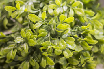 Obraz premium green leaf background