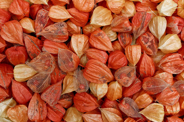 Physalis-Kelchblätter in verschiedenen Reifegraden - Physalis alkekengi 