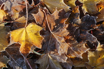 fallen maple leaves, frosty autumn morning