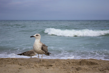 Seagulls walk along the seashore