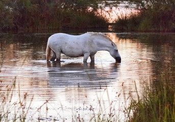 White Camargue Horse bathing in pool